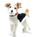 This is Foxy the Fox Terrier with all of his Stieff buddies.