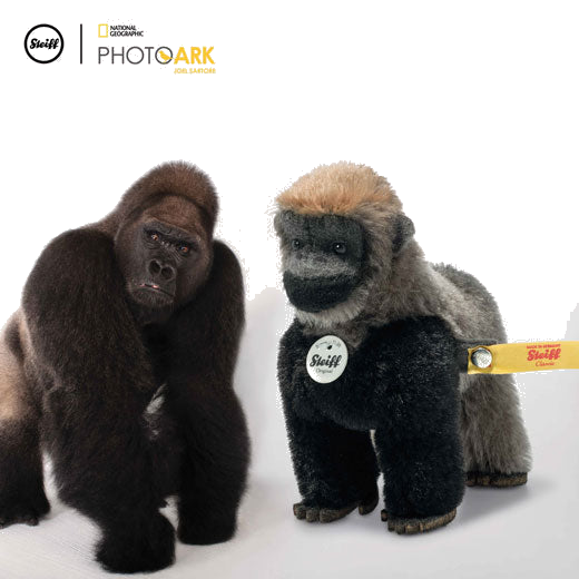 Steiff's National Geographic Boogie the Gorilla is next to his inspiration.