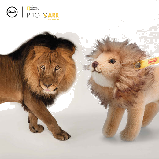 Steiff's National Geographic Lion will be presented inside a gift box.