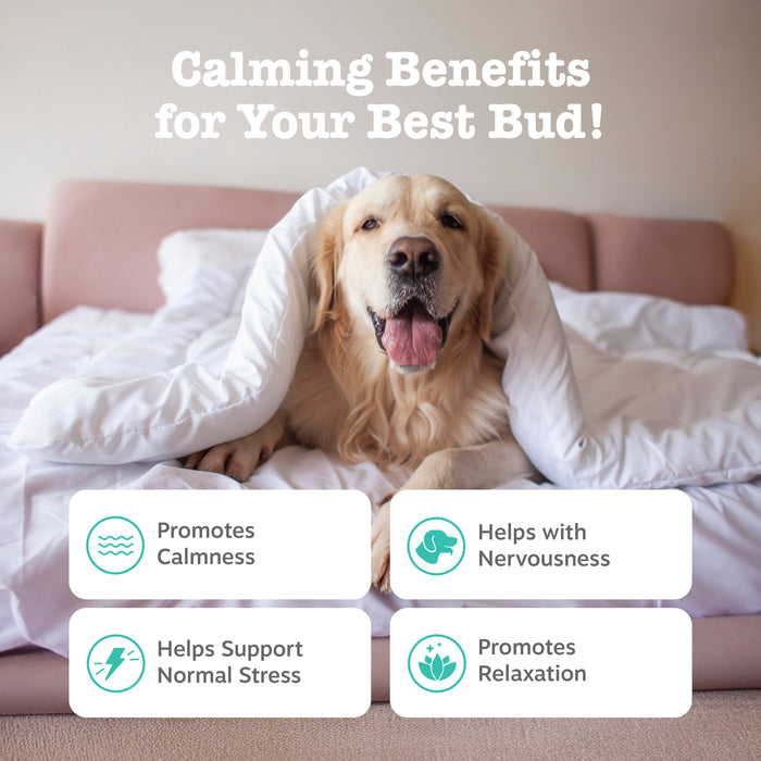 Zesty Paws Advanced Calming Bites w/ Melatonin, Turkey Flavor, 90ct for Dogs